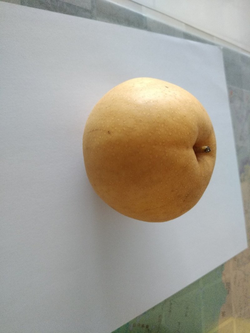 河北赵县圆黄梨各种梨糖分高（欢迎各地客商前来订购）