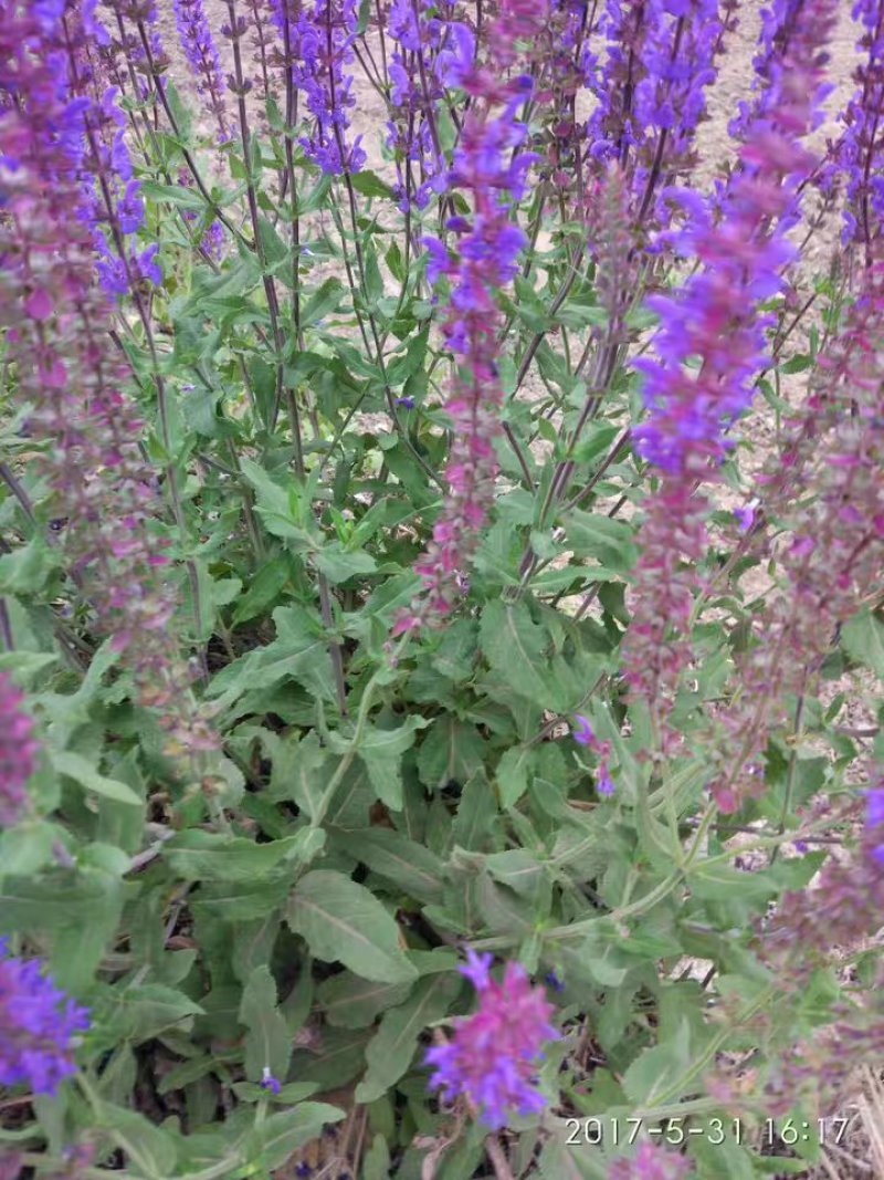 兰花鼠尾草四季易种花苗景观园林阳台花海庭院花苗耐寒耐旱
