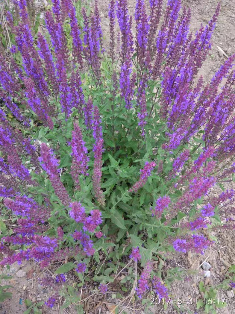 兰花鼠尾草四季易种花苗景观园林阳台花海庭院花苗耐寒耐旱