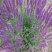 兰花鼠尾草四季易种花苗景观园林阳台花海庭院花苗耐寒耐旱