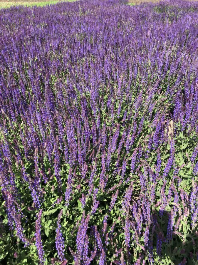 兰花鼠尾草四季易种花苗景观园林阳台花海庭院花苗耐寒耐旱
