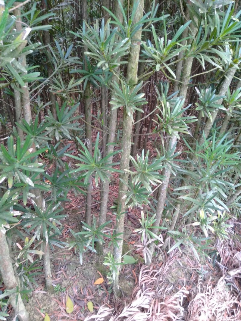 大量供应各种规格罗汉松，占地罗汉松，2到3公分的、绿化苗