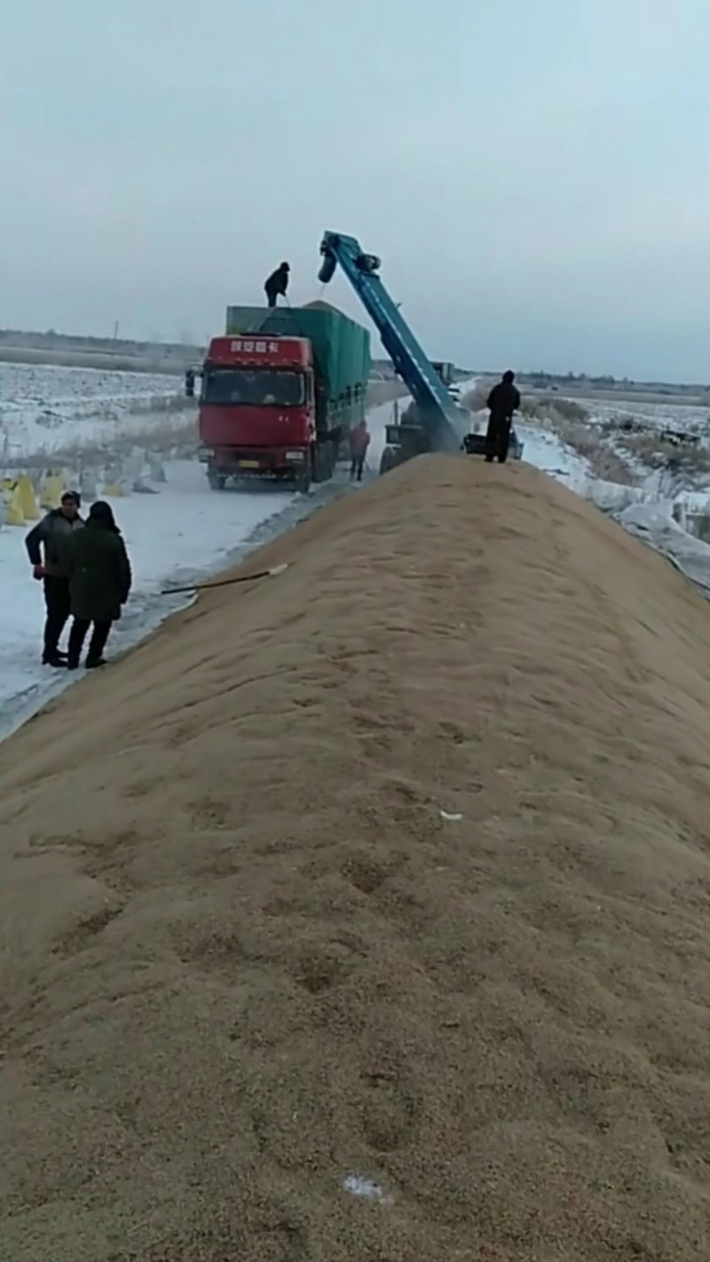 水稻原粮黑龙江，东北优质珍珠米稻谷，乌苏里江水灌溉