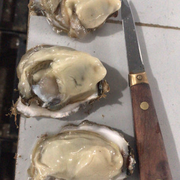 鲜活乳山生蚝一两以下小豆豆清洗干净产地直发
