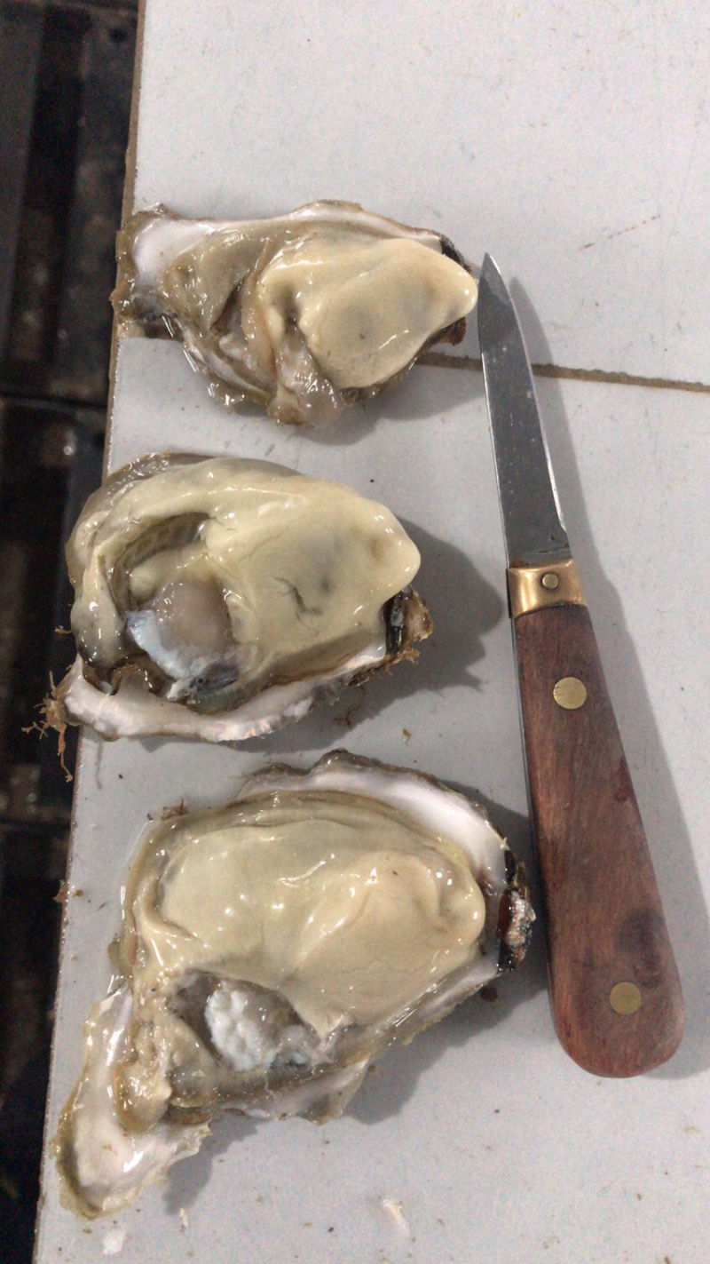 鲜活乳山生蚝一两以下小豆豆清洗干净产地直发