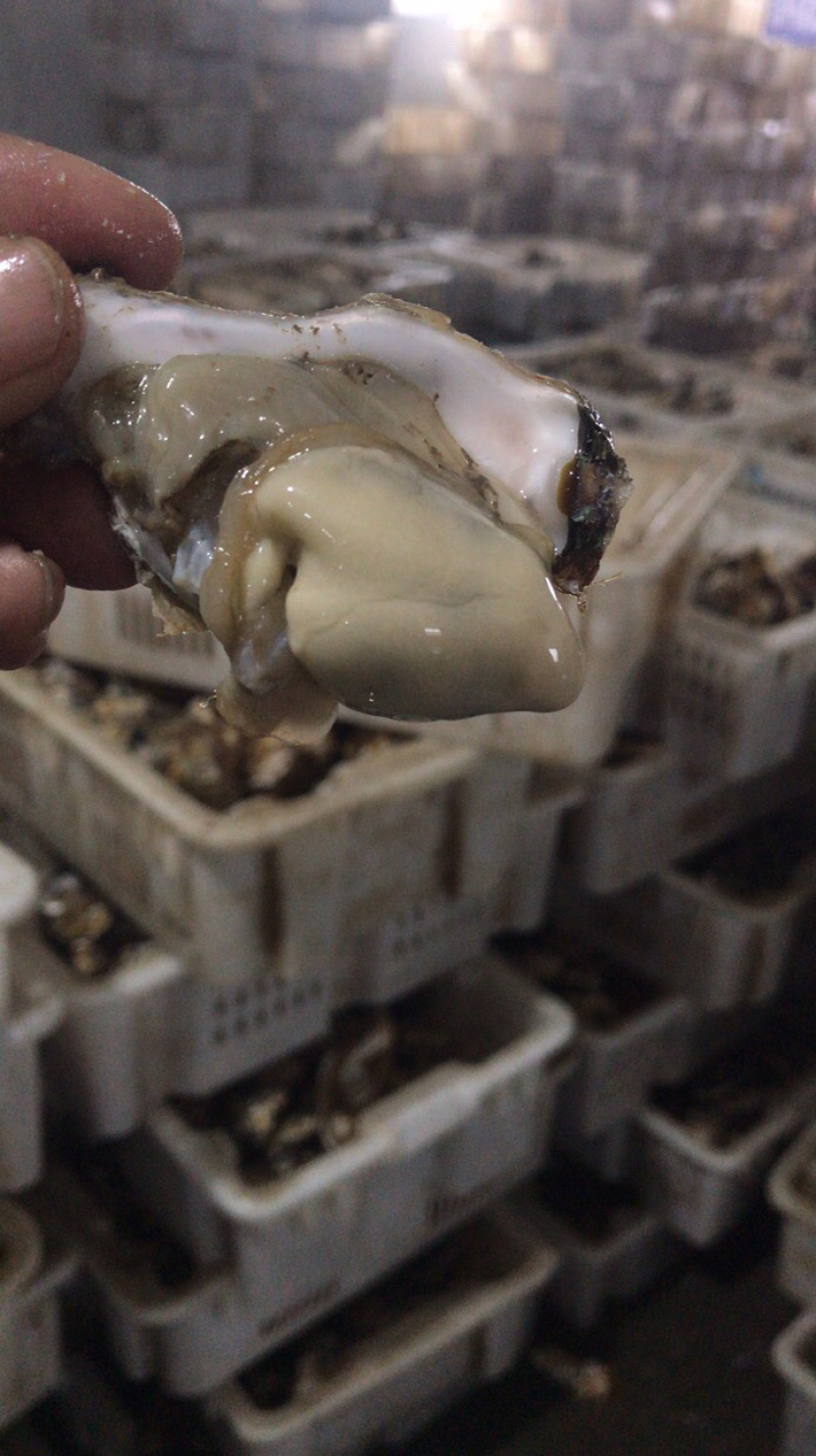 鲜活乳山生蚝一两以下小豆豆清洗干净产地直发