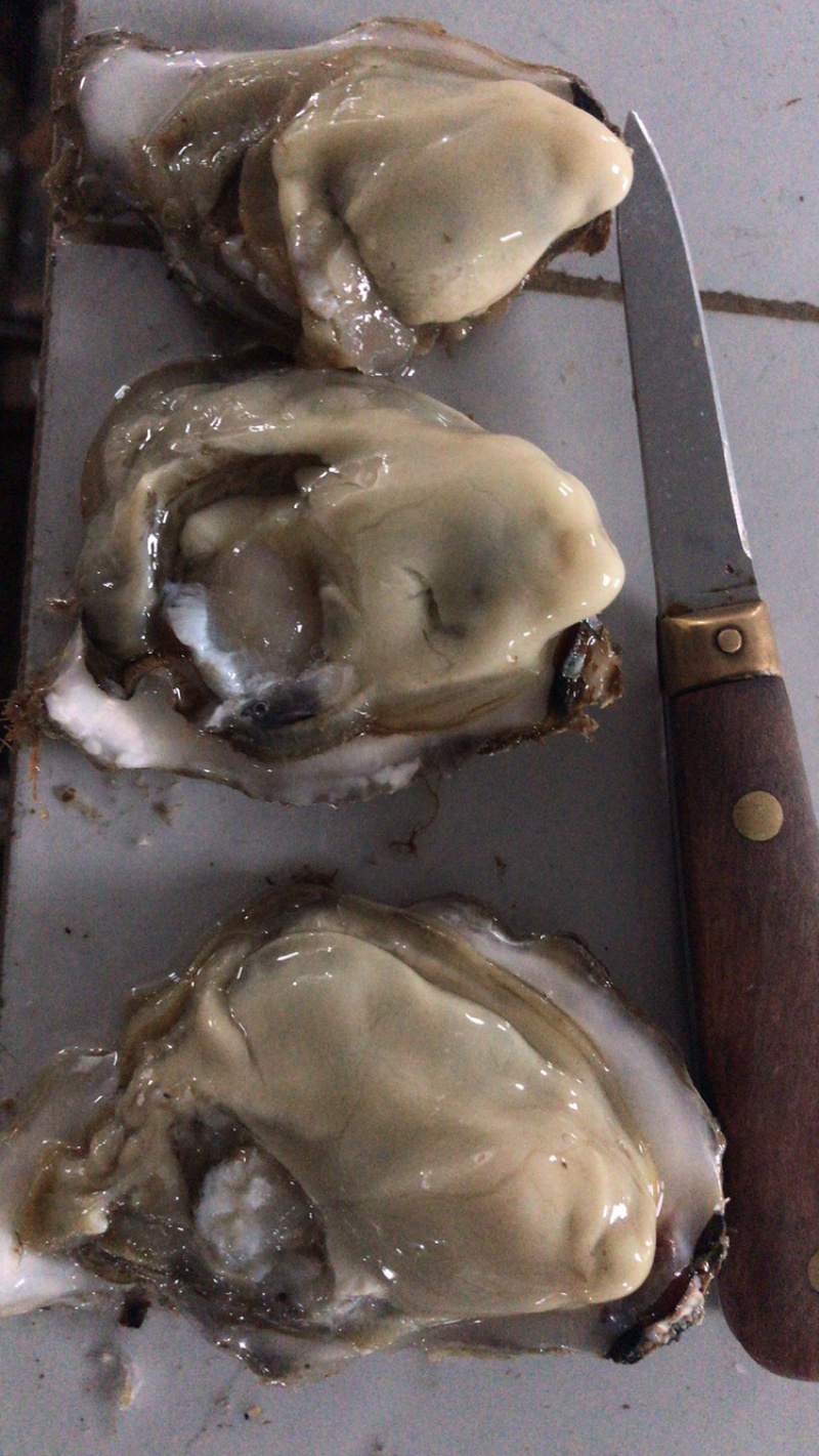 鲜活乳山生蚝一两以下小豆豆清洗干净产地直发