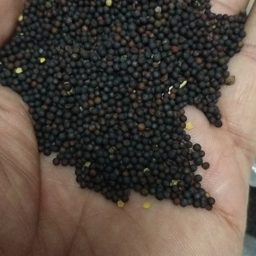 油菜籽，油葵，有要的联系