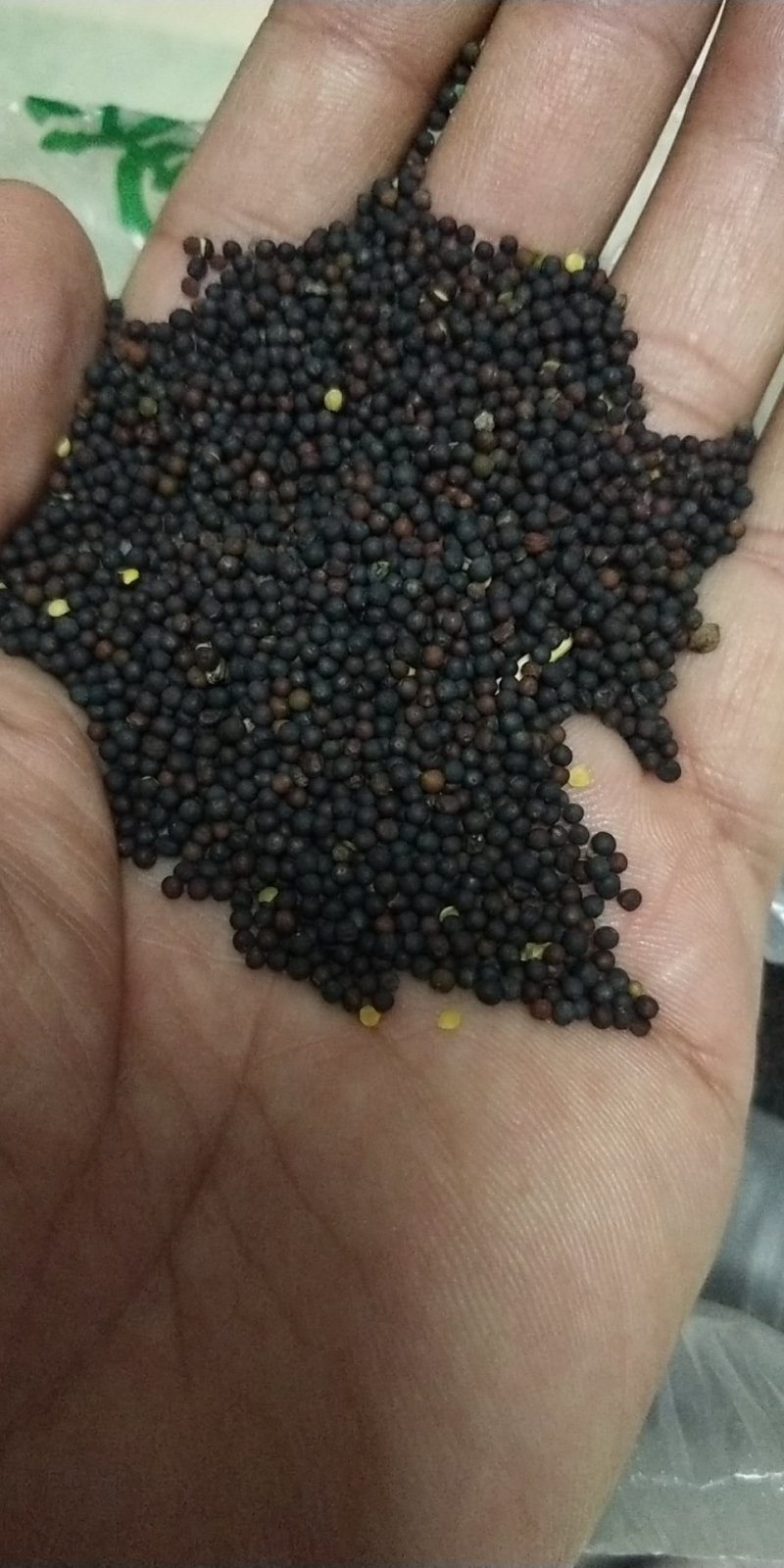 油菜籽，油葵，有要的联系
