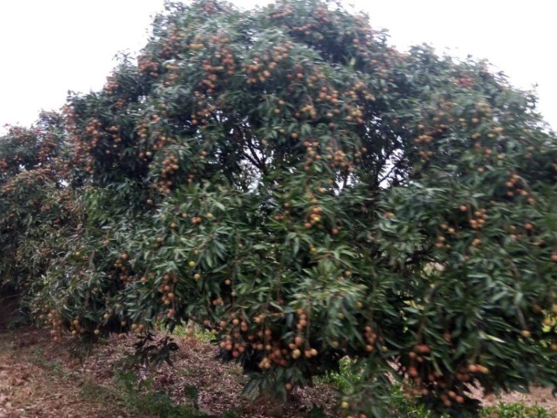 2900元每吨，荔枝木炭