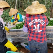 雷州螺丝椒现采现发大量供货