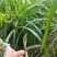 皇竹草种节200节，都是当天现砍现发货，保证新鲜，芽率