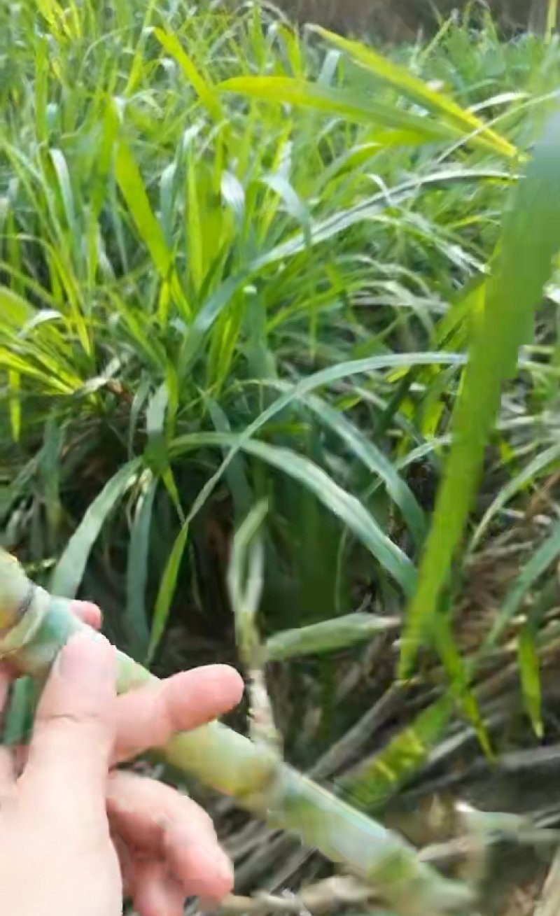 皇竹草种节200节，都是当天现砍现发货，保证新鲜，芽率