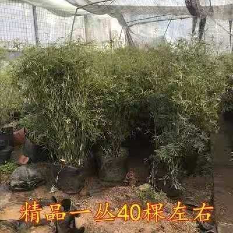 慈孝竹庭院道路小区别墅绿化可视频看货选货