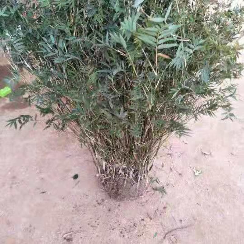 慈孝竹庭院道路小区别墅绿化可视频看货选货
