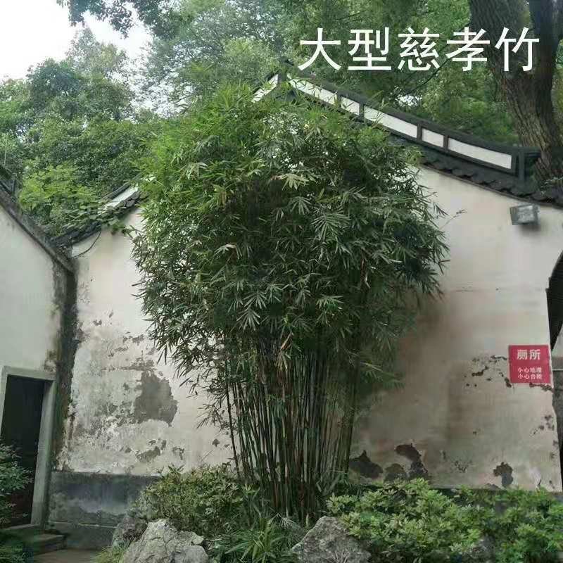 慈孝竹庭院道路小区别墅绿化可视频看货选货
