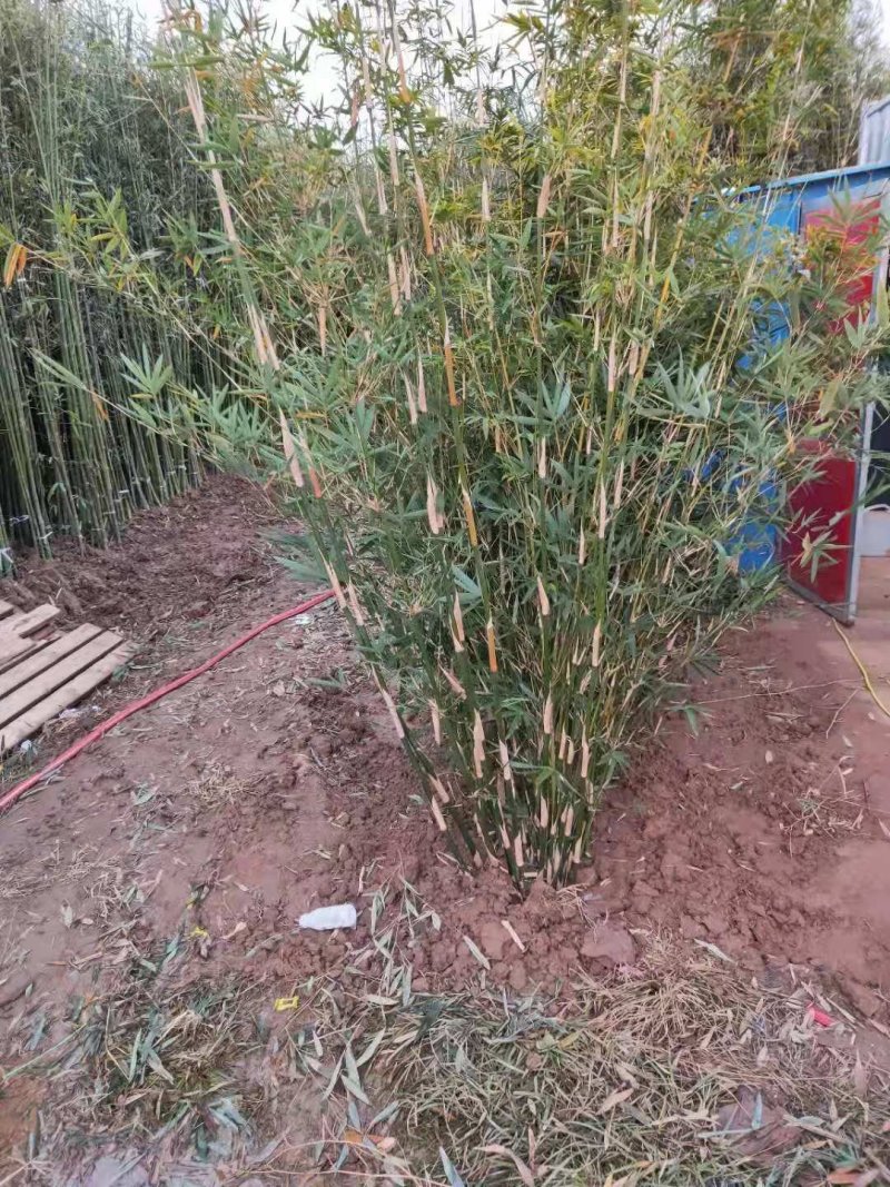 慈孝竹苗庭院绿化道路小区别墅绿化可视频看货选货