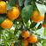 果树种子、桔子种子、桔子树种、金橘树种子盆栽柑橘子、砂糖