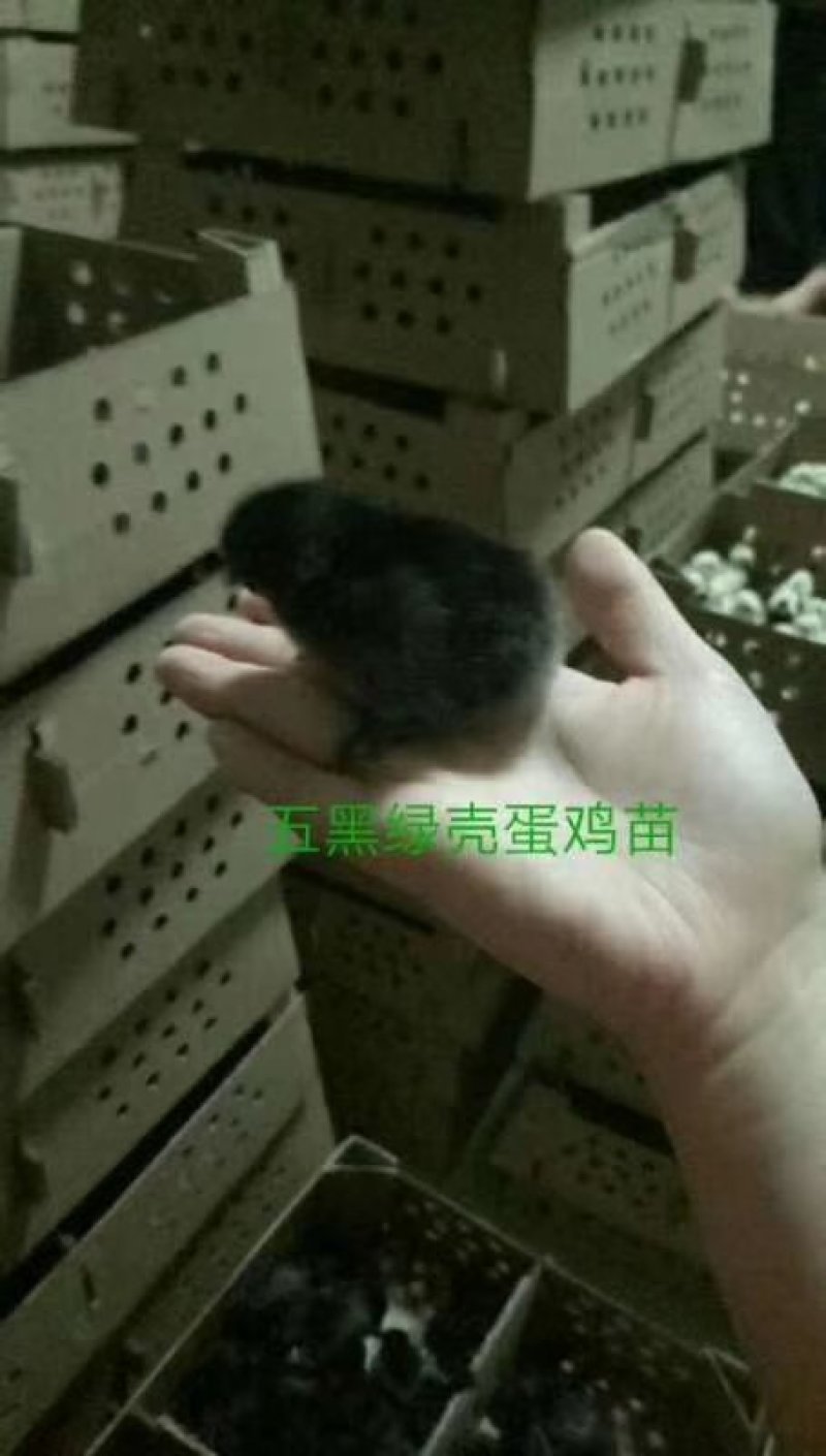 鸡活体苗五黑鸡三黄鸡麻鸡肉鸡蛋鸡小鸡幼苗九斤红公土鸡家养