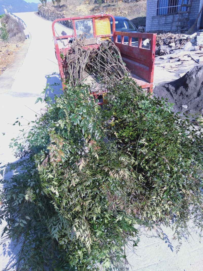南方天竹，纯野生，2米以上高度。有喜欢的朋友记得联系
