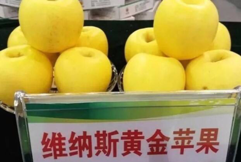 维纳斯苹果苗日本引进黄金苹果苗新品种品种纯正
