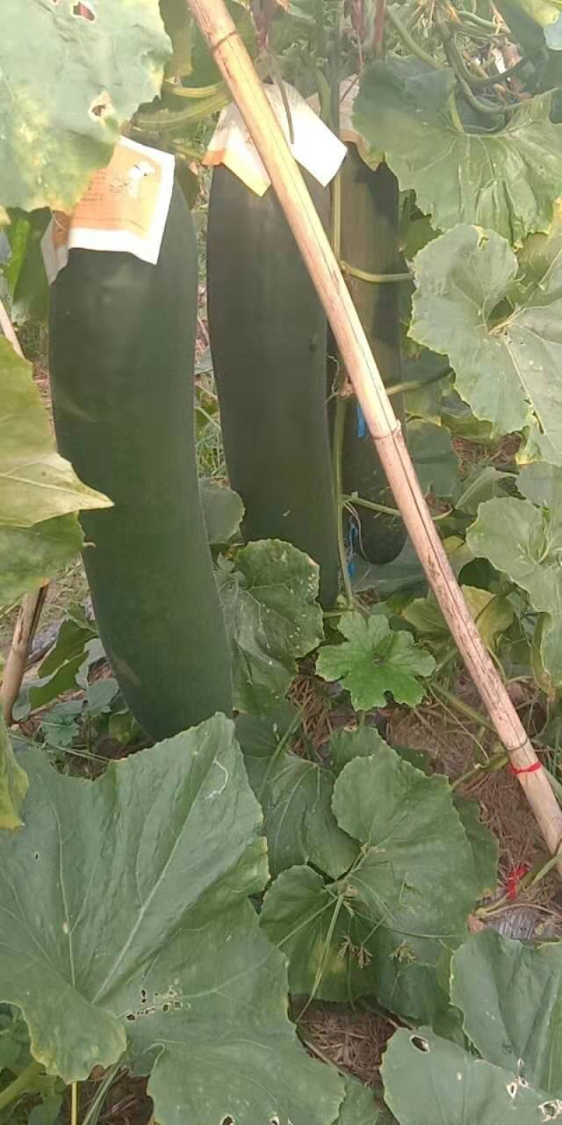 黑皮黑皮