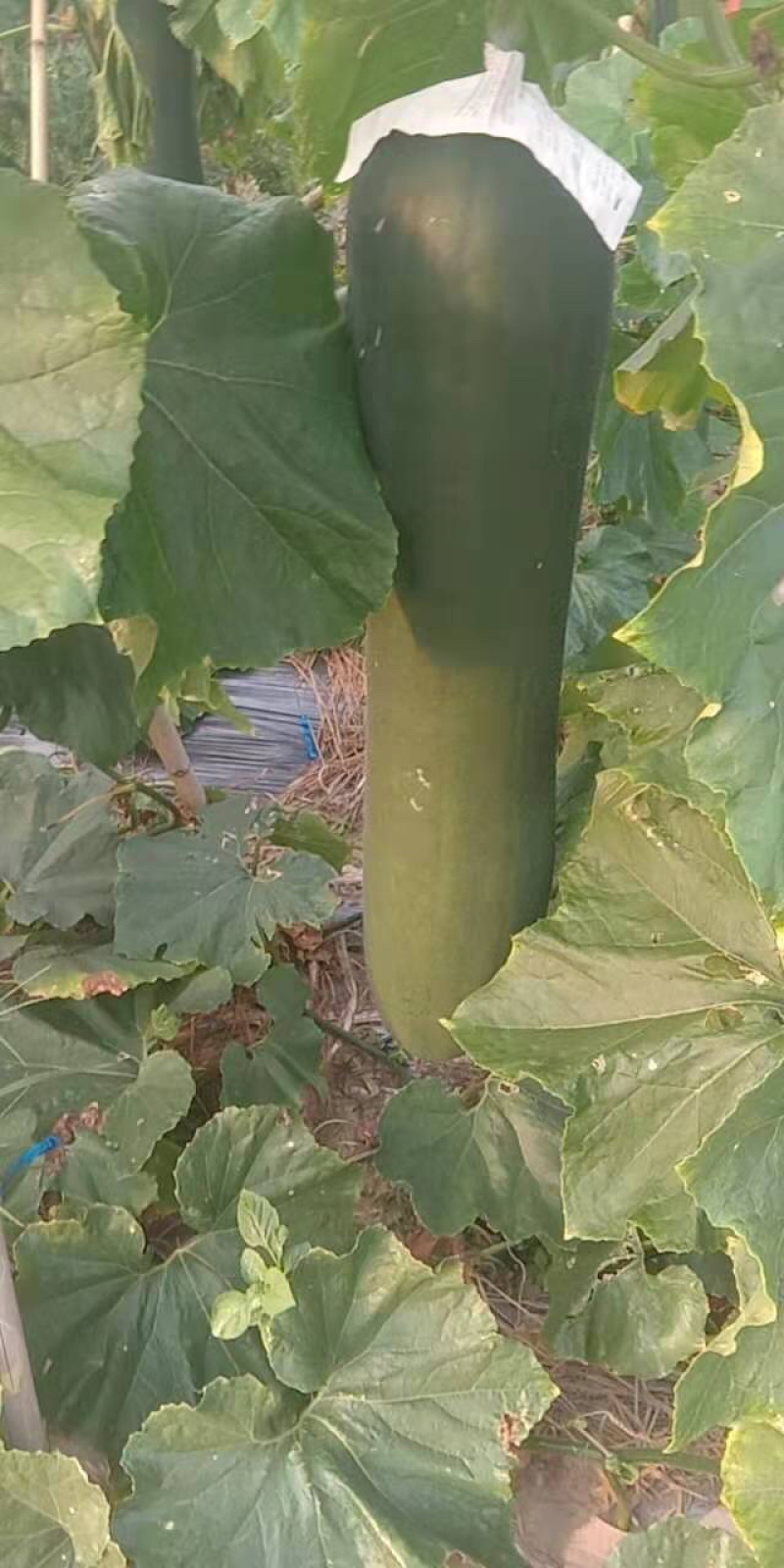 黑皮黑皮