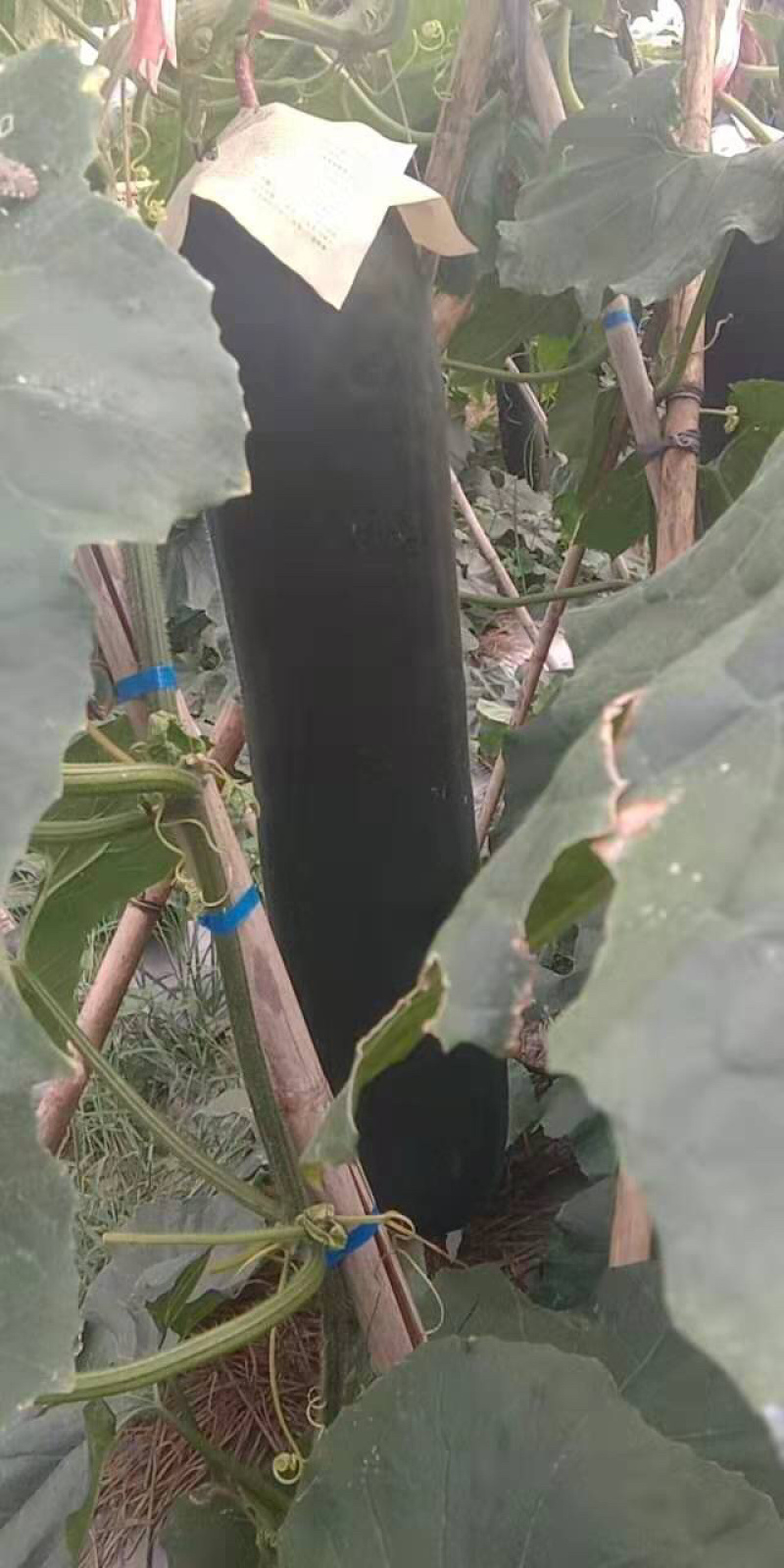 黑皮黑皮
