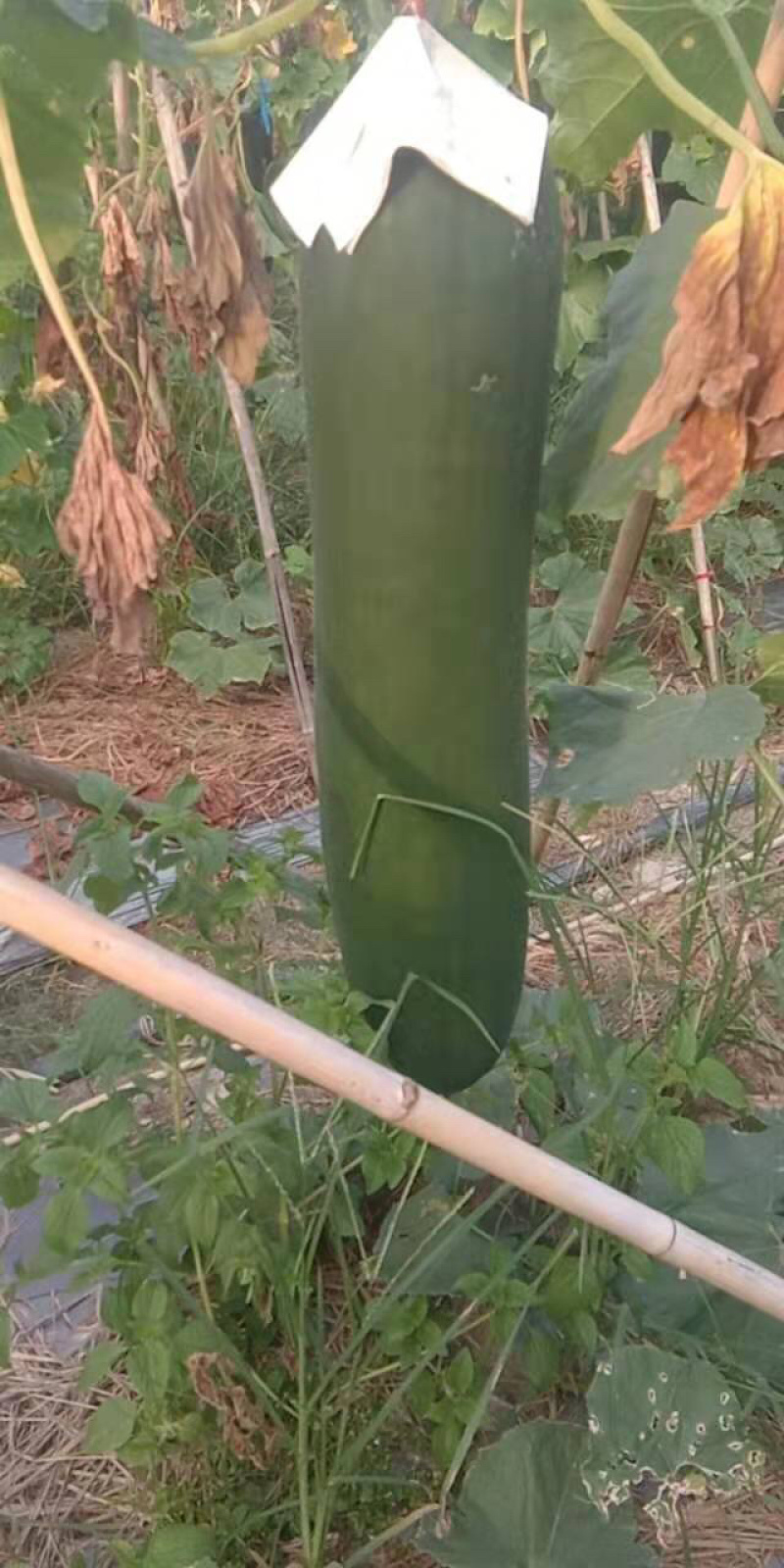 黑皮黑皮