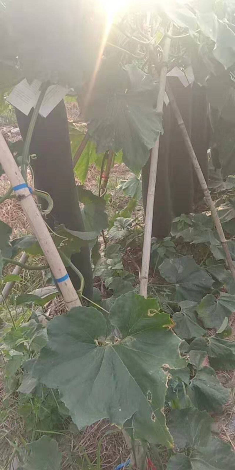 黑皮黑皮