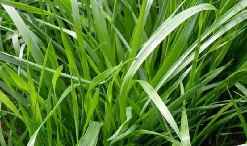 冬牧70黑麦草高产量种子