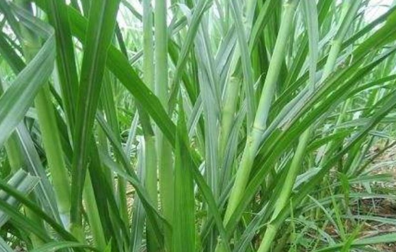 台湾甜象草种子多年生四季牧草种籽养殖高产猪牛羊鸡兔饲