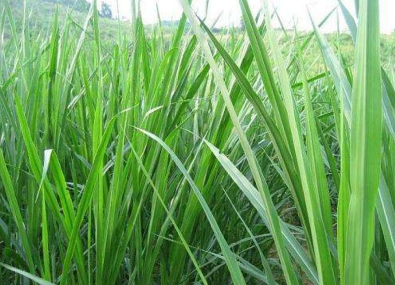 台湾甜象草种子多年生四季牧草种籽养殖高产猪牛羊鸡兔饲