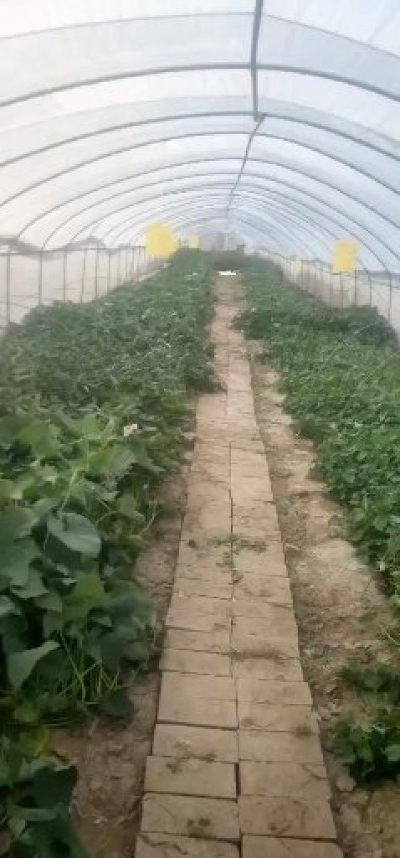 西瓜红薯苗，50苗，板栗薯苗，紫薯苗，济薯苗，板栗薯苗