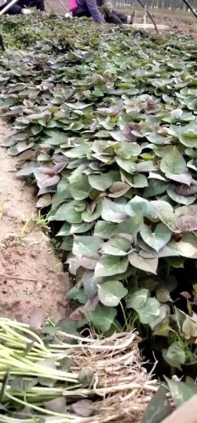 西瓜红薯苗，50苗，板栗薯苗，紫薯苗，济薯苗，板栗薯苗