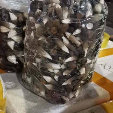 黑皮鸡枞菌