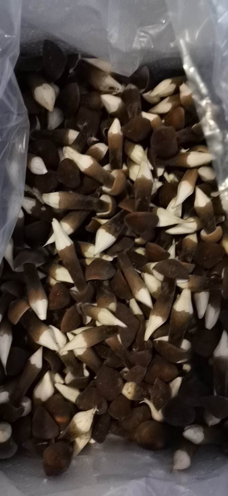 黑皮鸡枞菌