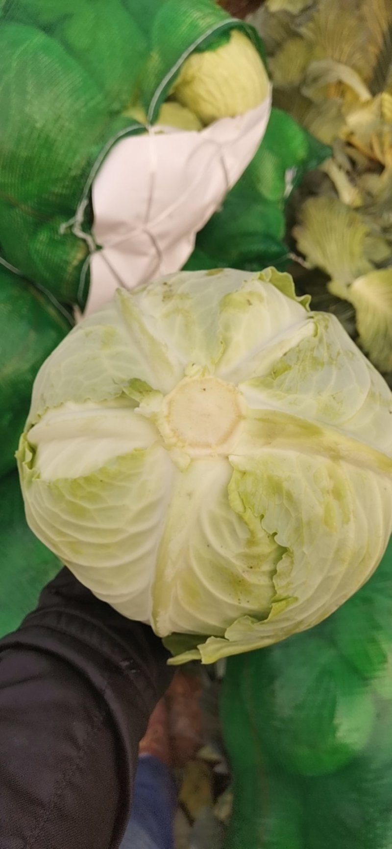 扁包菜基地一手货源，对接市场，超市，加工厂。
