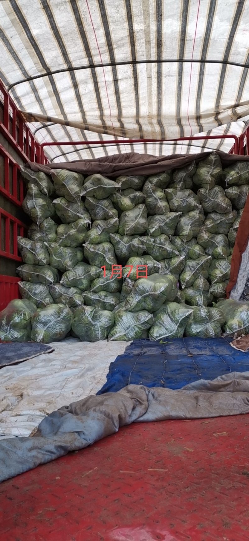 扁包菜基地一手货源，对接市场，超市，加工厂。