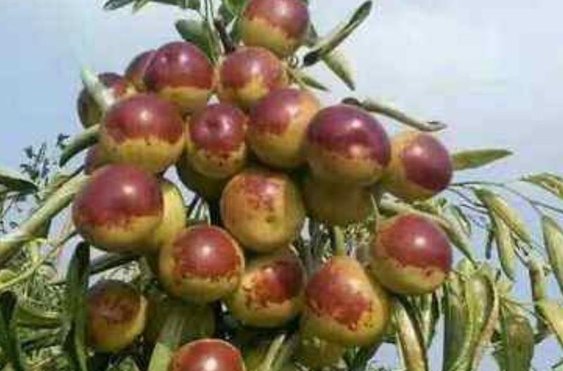 枣树种子它成熟以后外表为红色