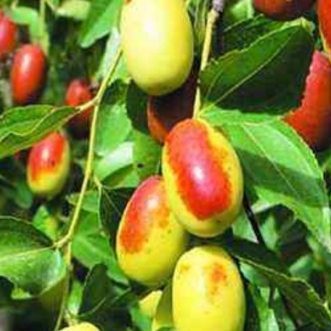 枣树种子它成熟以后外表为红色
