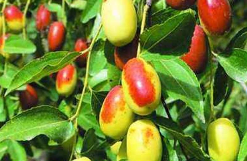 枣树种子它成熟以后外表为红色