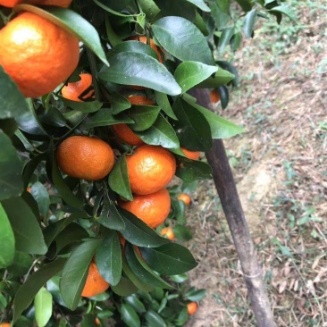 沙糖桔