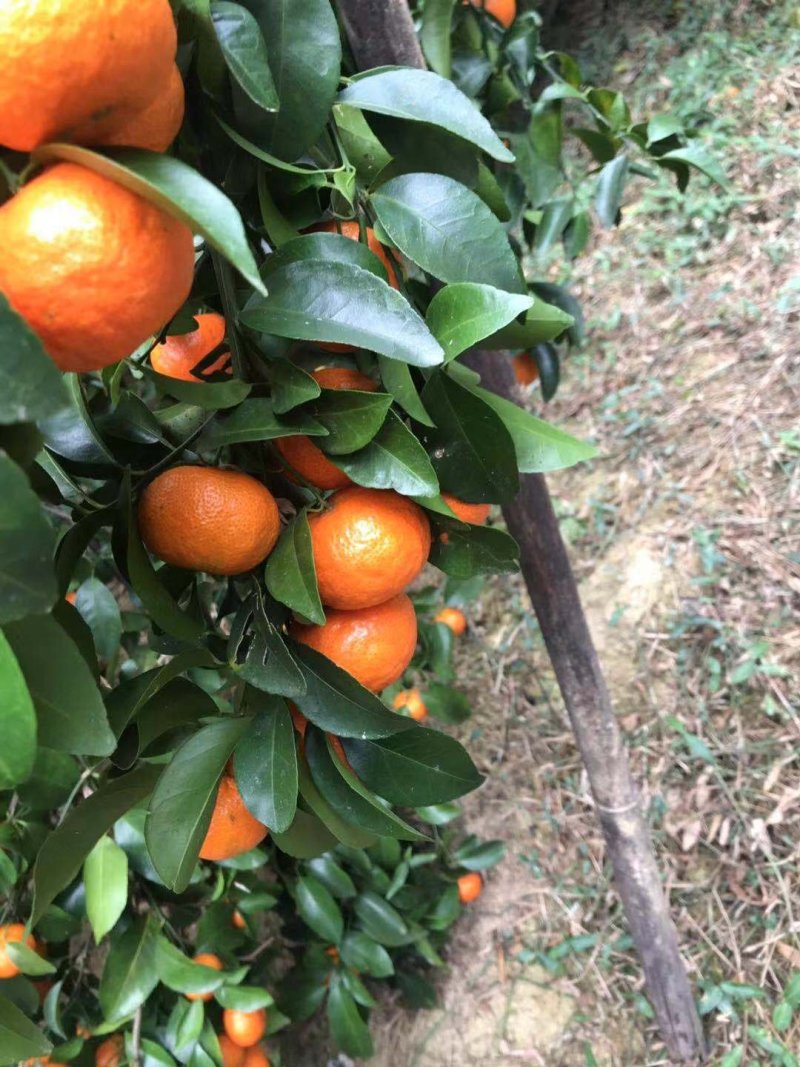 沙糖桔