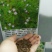 含羞草种子害羞怕羞草种籽小盆栽植物室内四季易种阳台绿植