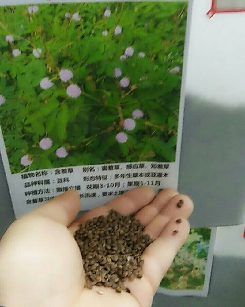 含羞草种子害羞怕羞草种籽小盆栽植物室内四季易种阳台绿植