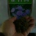 藿香蓟种子蓝花冠花卉种子盆栽景观绿化量大优惠