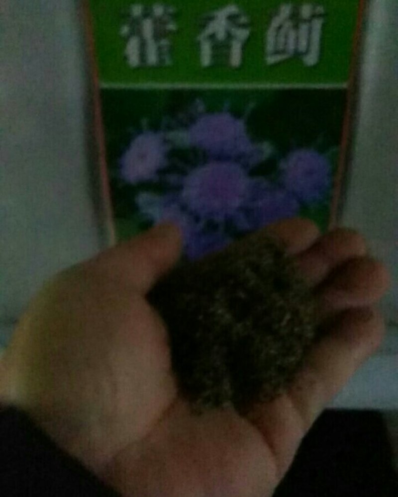 藿香蓟种子蓝花冠花卉种子盆栽景观绿化量大优惠