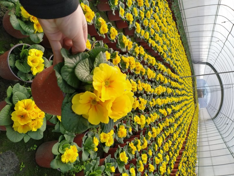 四川郫县报春花小杯大杯苗出售，量多优惠基地直销