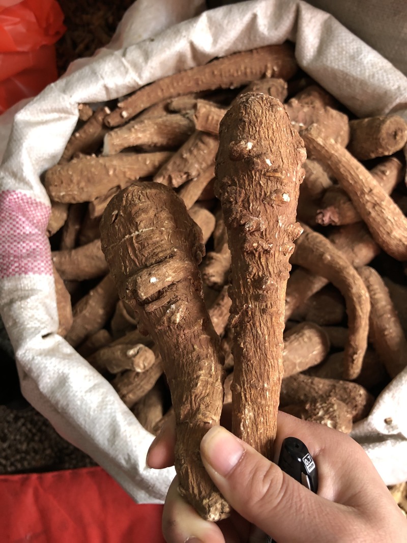 川白芷无硫正品中药材量大从优
